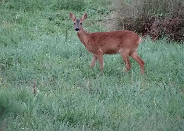 D'hotes Le Muguet Отель типа 